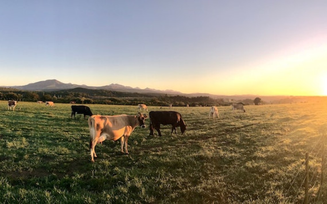fonterra-inline